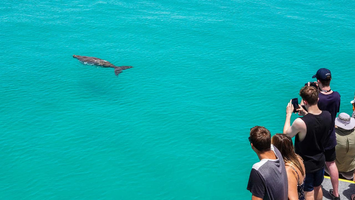 Dolphin & Tangalooma Wrecks Cruise - We Wander