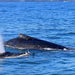 Dolphin & Whale Cruise - Family - We Wander