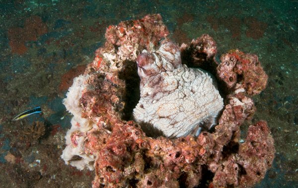 Double Dive: Ex - Hmas Brisbane Wreck - We Wander