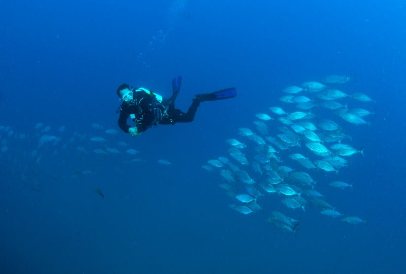 Double Dive: Ex - Hmas Brisbane Wreck - We Wander