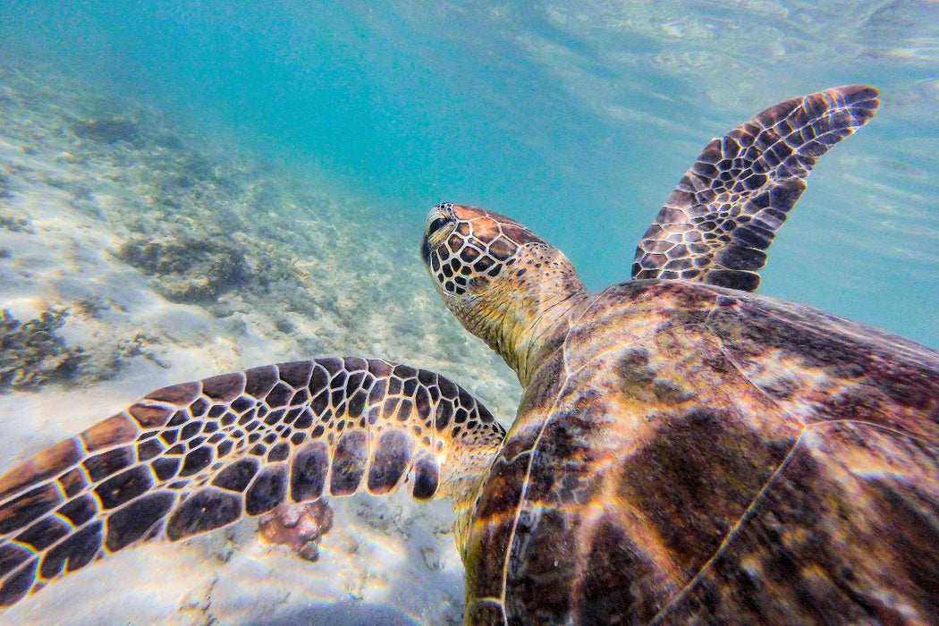 Dunk Island Adventures - Mission Beach Day Return - We Wander