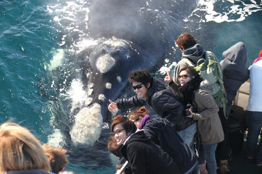 Dunsborough Whale Watching Eco Tours - We Wander