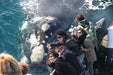 Dunsborough Whale Watching Eco Tours - We Wander