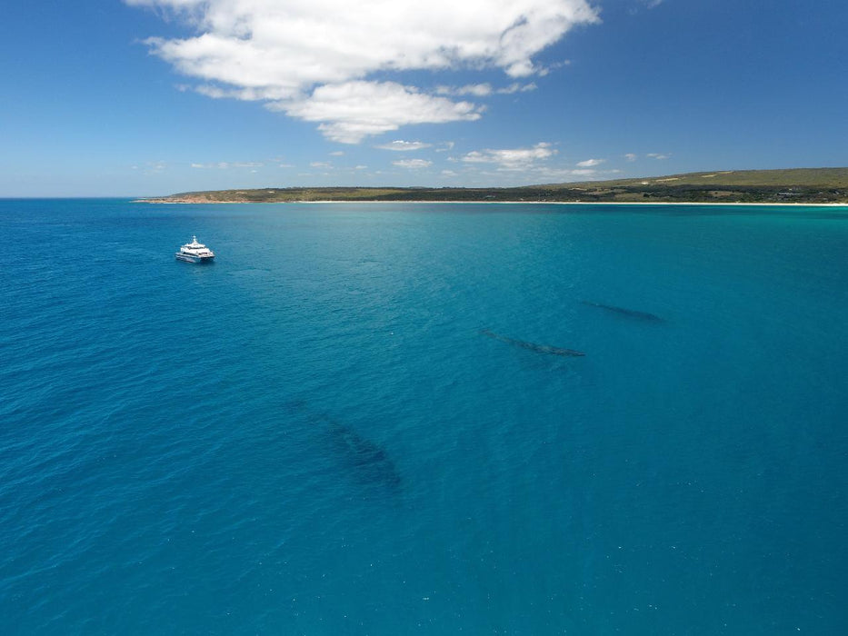 Dunsborough Whale Watching Eco Tours - We Wander