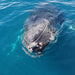 Dunsborough Whale Watching Eco Tours - We Wander