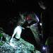 Evening Rainforest & Glow Worm Experience - We Wander