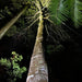 Evening Rainforest & Glow Worm Experience - We Wander