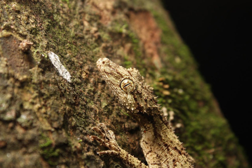 Evening Rainforest & Glow Worm Experience - We Wander