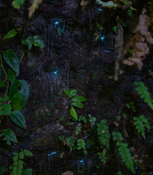 Evening Rainforest & Glow Worm Experience - We Wander