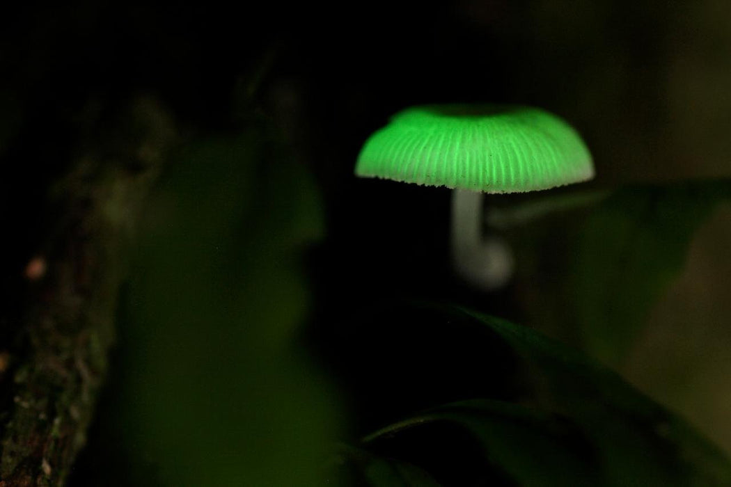 Evening Rainforest & Glow Worm Experience - We Wander