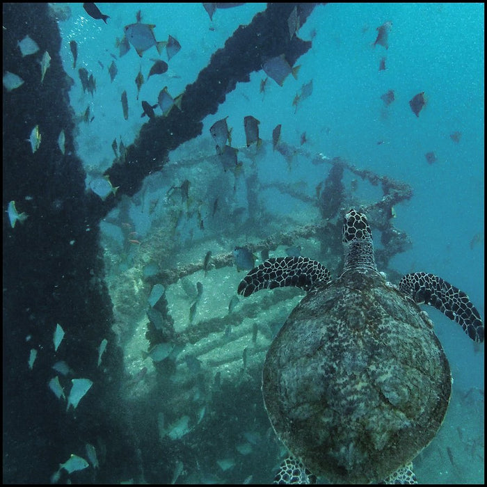 Ex - Hmas Brisbane Double Dive - We Wander