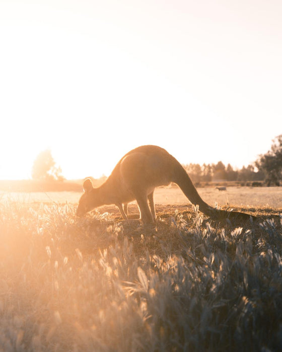 Experience Wilsons Promontory On A Full Day Tour - We Wander