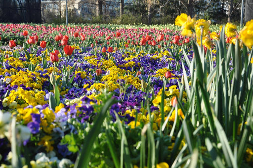 Floriade Tour - We Wander