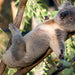 General Admission At Port Stephens Koala Sanctuary - We Wander