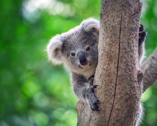 General Admission At Port Stephens Koala Sanctuary - We Wander