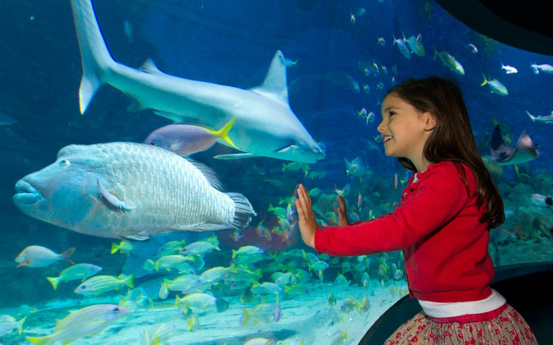 General Admission To Sea Life Melbourne Aquarium - Off Peak - We Wander