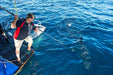 Great White Expedition - 3 Days & 4 Nights - We Wander