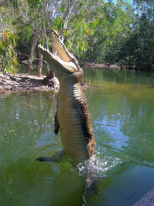 Hartley's Creek Adventures Day Pass - We Wander