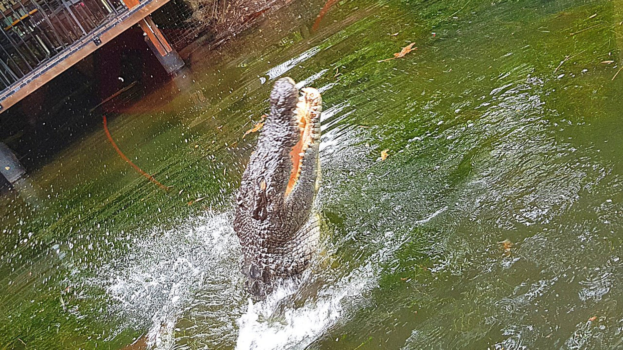 Hartleys Crocodile Adventures (Ex Port Douglas) - We Wander