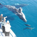 Hervey Bay Whale Search And Dolphin Watch - We Wander