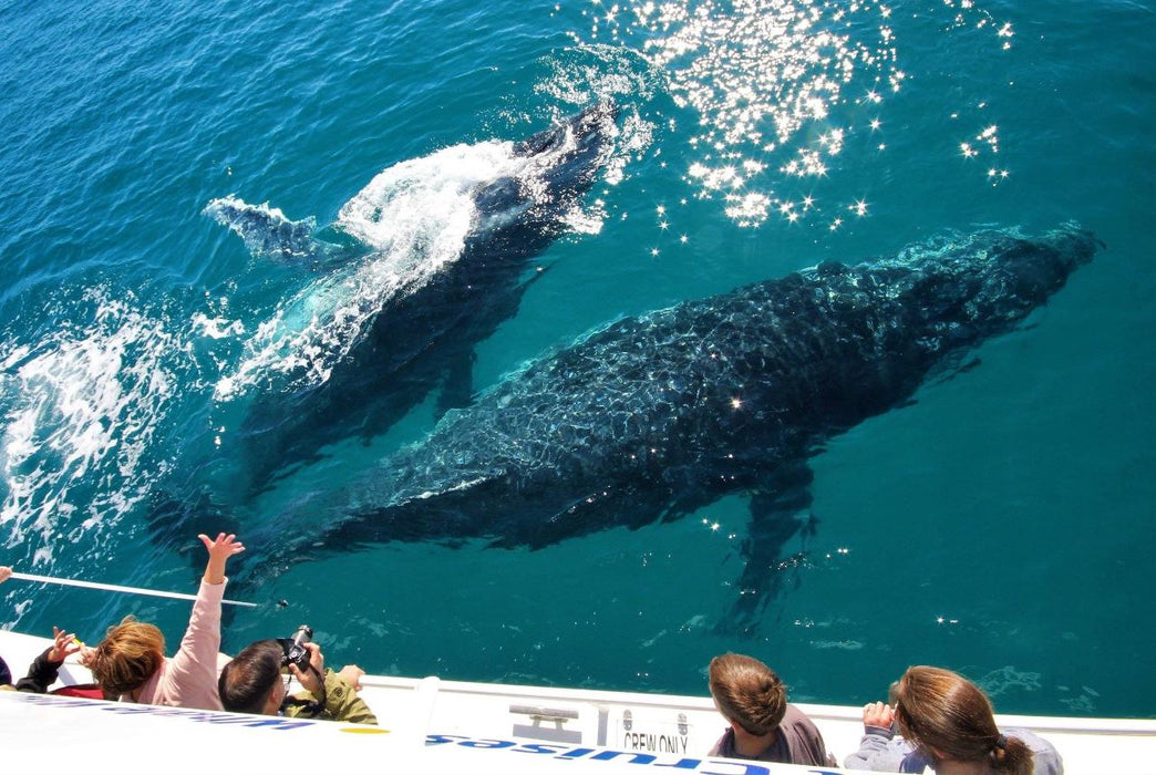 Hervey Bay Whale Search And Dolphin Watch - We Wander