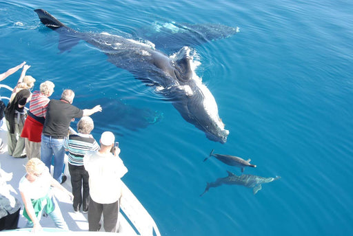 Hervey Bay Whale Search And Dolphin Watch - We Wander