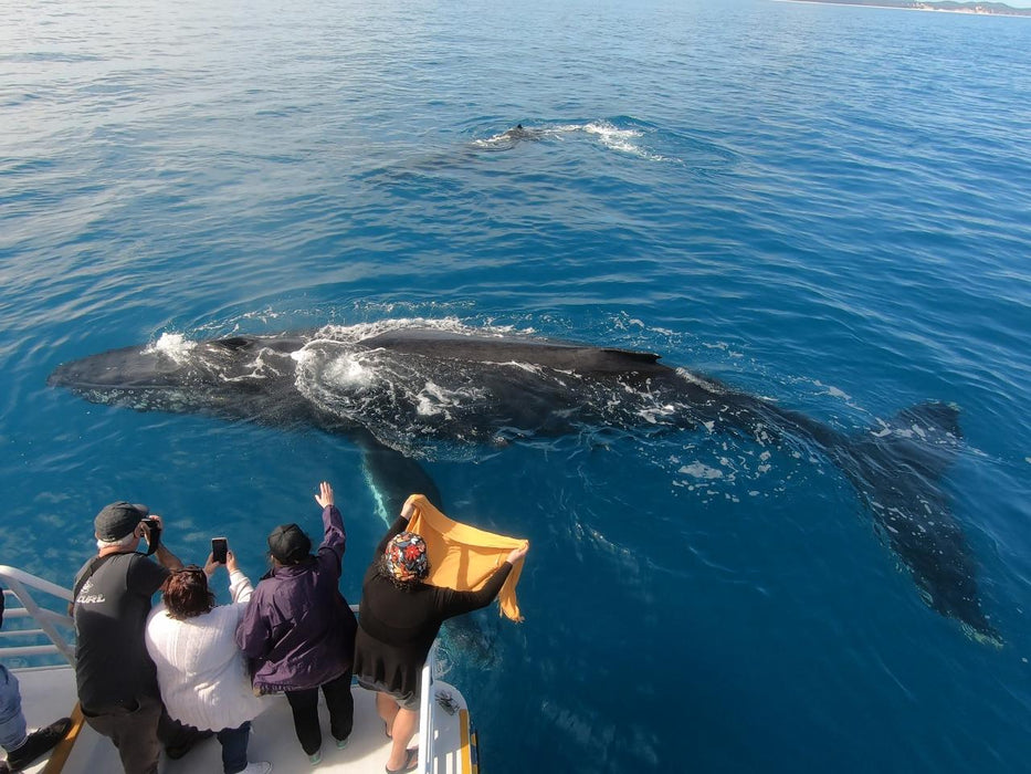 Hervey Bay Whale Search And Dolphin Watch - We Wander