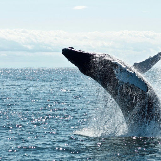 Hervey Bay's Ultimate Whale Watch - We Wander