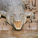 Johnstone River Croc & Wildlife Tour - We Wander