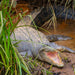 Johnstone River Croc & Wildlife Tour - We Wander