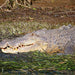 Johnstone River Croc & Wildlife Tour - We Wander