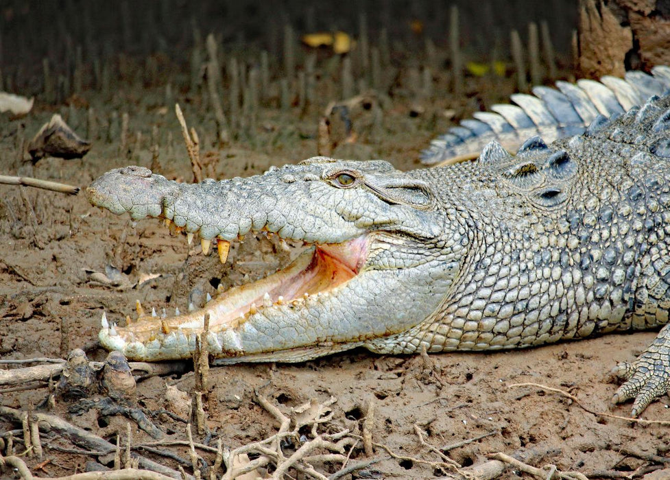 Johnstone River Croc & Wildlife Tour - We Wander