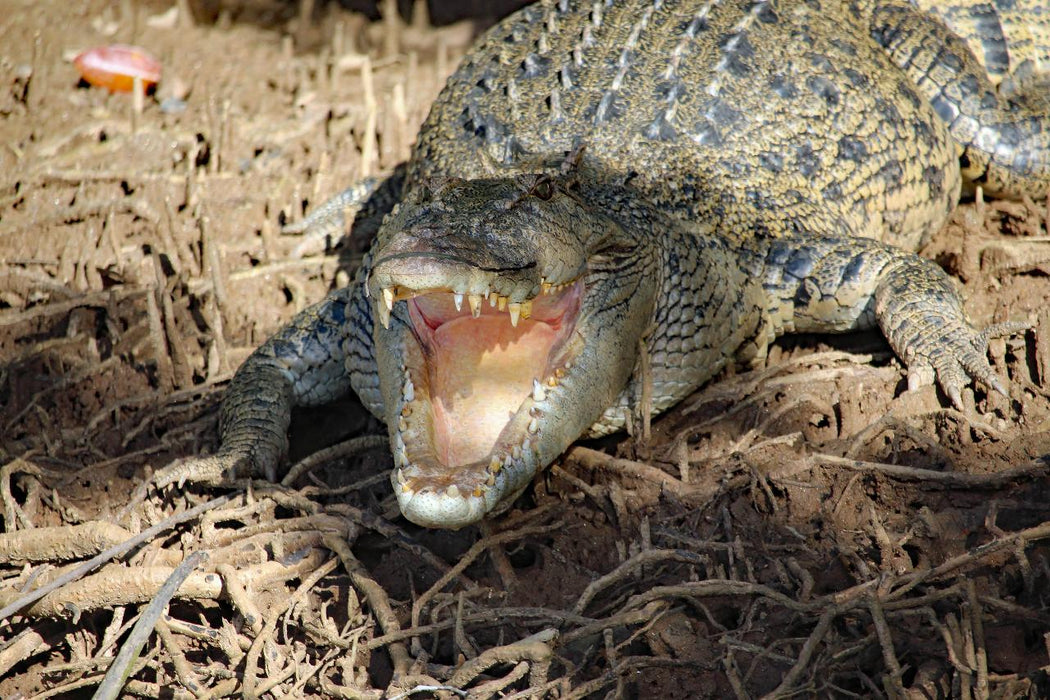 Johnstone River Croc & Wildlife Tour - We Wander