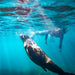 Kangaroo Island Ocean Safari - 2 Hour Swim With Dolphin, Seal & Coastal Snorkelling - We Wander