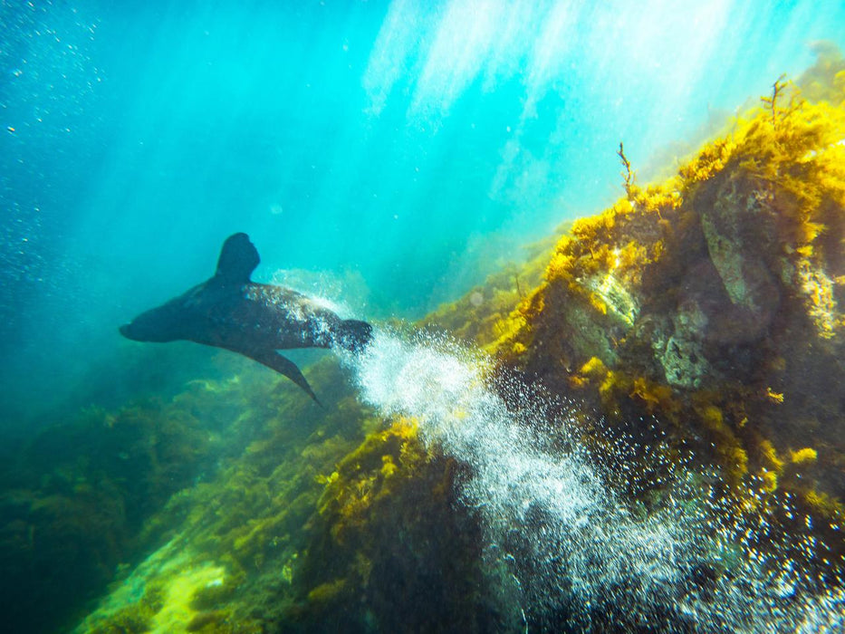 Kangaroo Island Ocean Safari - 2 Hour Swim With Dolphin, Seal & Coastal Snorkelling - We Wander