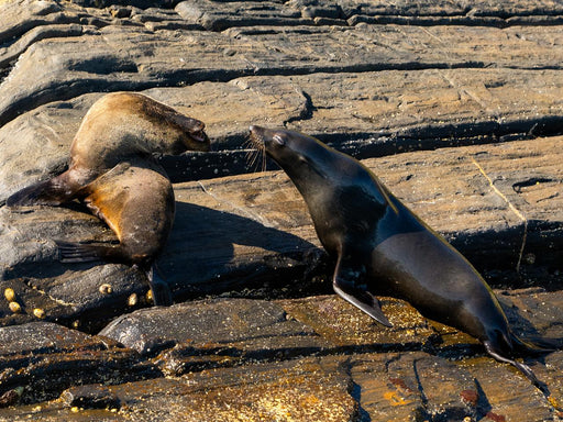 Kangaroo Island Ocean Safari - 2 Hour View Only Snorkelling Safari - We Wander