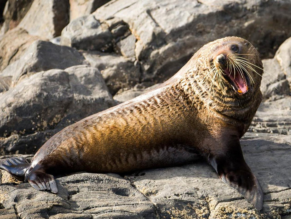 Kangaroo Island Ocean Safari - 75 Minute Safari - We Wander