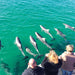 Kangaroo Island Ocean Safari - 75 Minute Safari - We Wander