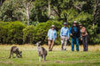 Kangaroos And Koala Experience Tour - Canberra - We Wander