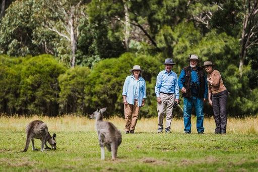 Kangaroos And Koala Experience Tour - Canberra - We Wander