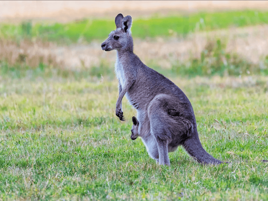 Kangaroos And Koala Experience Tour - Canberra - We Wander
