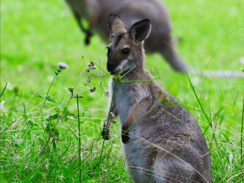 Kangaroos And Koala Experience Tour - Canberra - We Wander