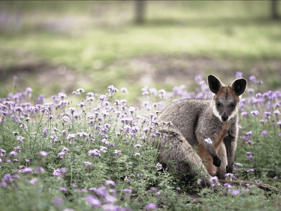 Kangaroos And Koala Experience Tour - Canberra - We Wander
