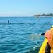 Kayak The Dolphin Sanctuary - We Wander