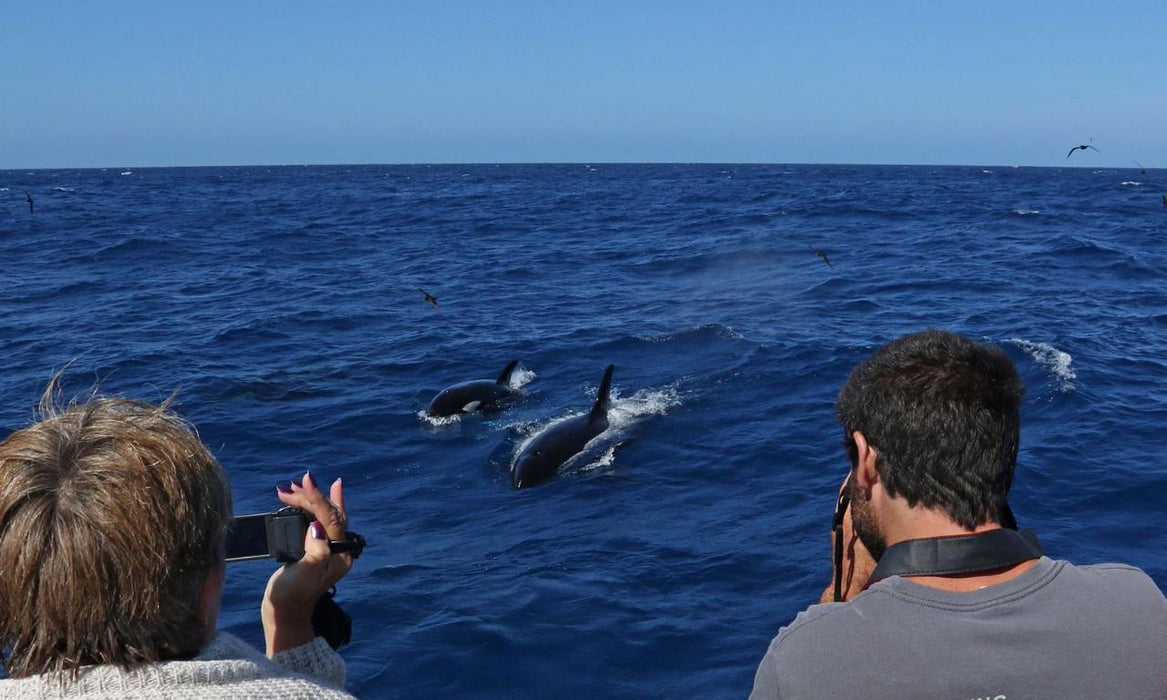 Killer Whale Expedition - We Wander