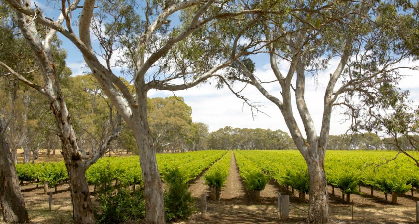 Langhorne Creek And Antique Experience - We Wander