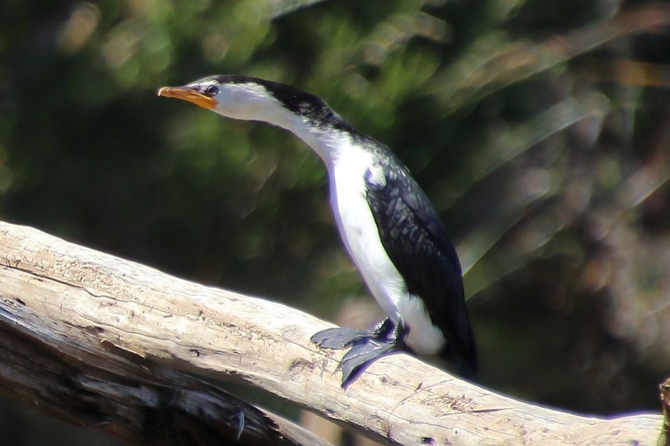 Leven River & History Cruise - We Wander