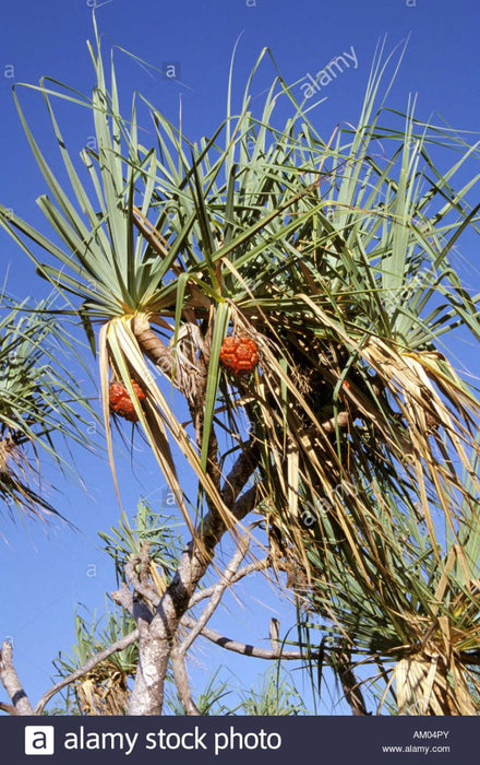 Litchfield Park Adventures + Berry Springs Natural Reserve - We Wander