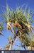Litchfield Park Adventures + Berry Springs Natural Reserve - We Wander