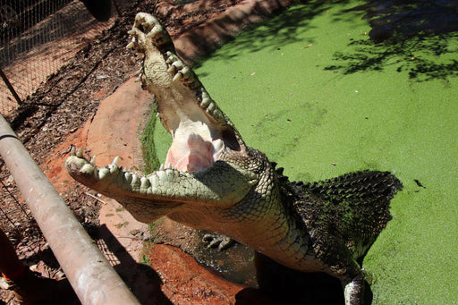 Malcolm Douglas Crocodile Feeding Tour - Entry Fees And Transport Included - We Wander
